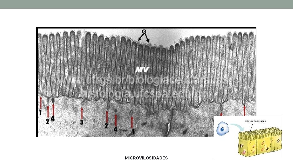 MICROVILOSIDADES MICROVILOSIDADES