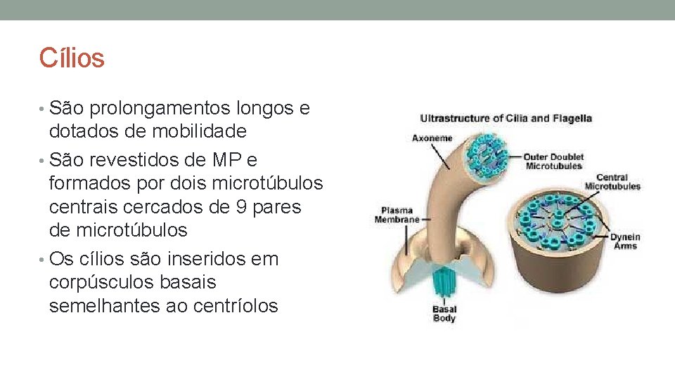Cílios • São prolongamentos longos e dotados de mobilidade • São revestidos de MP Cílios • São prolongamentos longos e dotados de mobilidade • São revestidos de MP