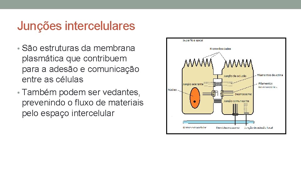 Junções intercelulares • São estruturas da membrana plasmática que contribuem para a adesão e Junções intercelulares • São estruturas da membrana plasmática que contribuem para a adesão e