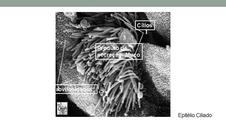 Cílios Produto de secreção: Muco Microvilosidades Epitélio Ciliado Cílios Produto de secreção: Muco Microvilosidades Epitélio Ciliado