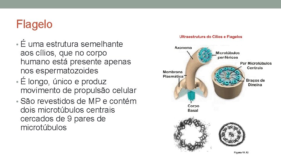 Flagelo • É uma estrutura semelhante aos cílios, que no corpo humano está presente Flagelo • É uma estrutura semelhante aos cílios, que no corpo humano está presente