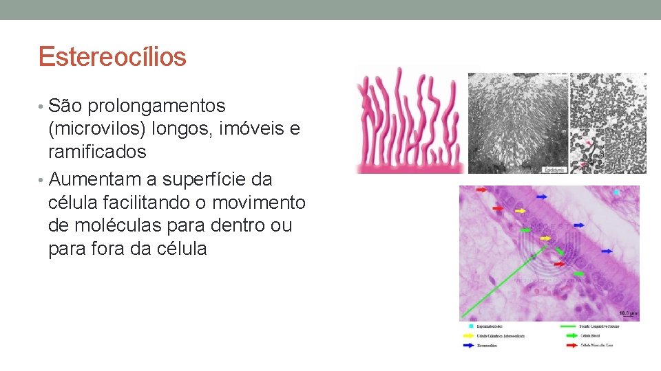 Estereocílios • São prolongamentos (microvilos) longos, imóveis e ramificados • Aumentam a superfície da Estereocílios • São prolongamentos (microvilos) longos, imóveis e ramificados • Aumentam a superfície da