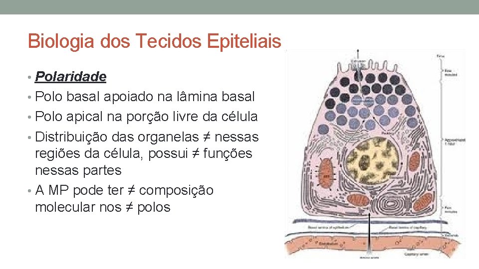 Biologia dos Tecidos Epiteliais • Polaridade • Polo basal apoiado na lâmina basal • Biologia dos Tecidos Epiteliais • Polaridade • Polo basal apoiado na lâmina basal •
