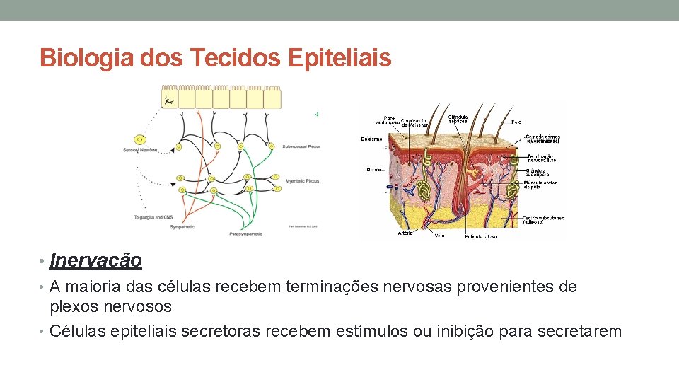 Biologia dos Tecidos Epiteliais • Inervação • A maioria das células recebem terminações nervosas Biologia dos Tecidos Epiteliais • Inervação • A maioria das células recebem terminações nervosas