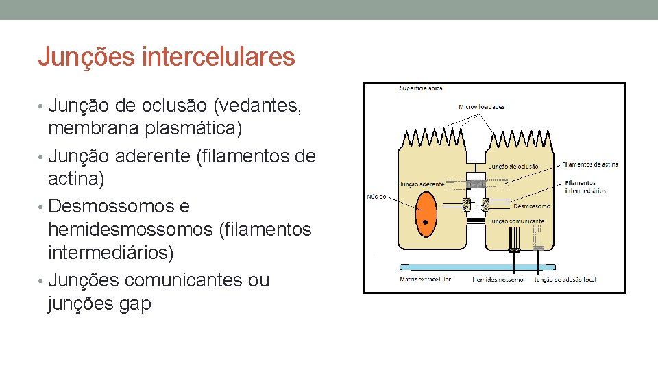 Junções intercelulares • Junção de oclusão (vedantes, membrana plasmática) • Junção aderente (filamentos de Junções intercelulares • Junção de oclusão (vedantes, membrana plasmática) • Junção aderente (filamentos de