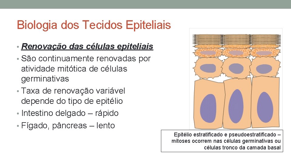 Biologia dos Tecidos Epiteliais • Renovação das células epiteliais • São continuamente renovadas por Biologia dos Tecidos Epiteliais • Renovação das células epiteliais • São continuamente renovadas por