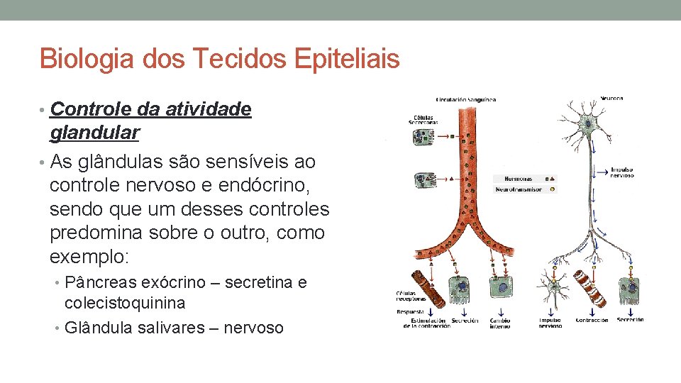 Biologia dos Tecidos Epiteliais • Controle da atividade glandular • As glândulas são sensíveis Biologia dos Tecidos Epiteliais • Controle da atividade glandular • As glândulas são sensíveis