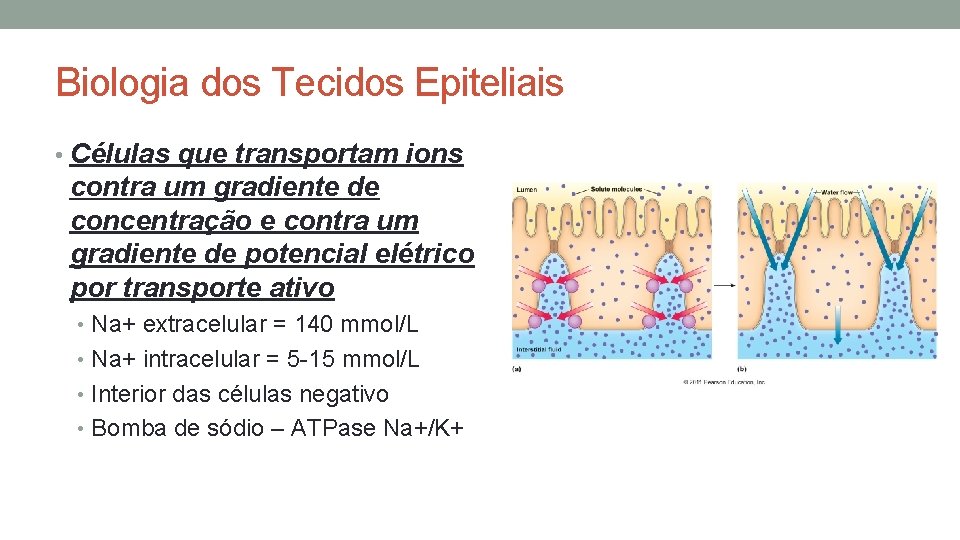 Biologia dos Tecidos Epiteliais • Células que transportam ions contra um gradiente de concentração Biologia dos Tecidos Epiteliais • Células que transportam ions contra um gradiente de concentração