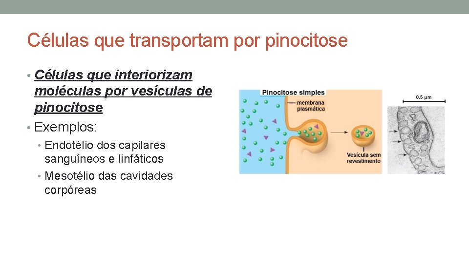Células que transportam por pinocitose • Células que interiorizam moléculas por vesículas de pinocitose Células que transportam por pinocitose • Células que interiorizam moléculas por vesículas de pinocitose