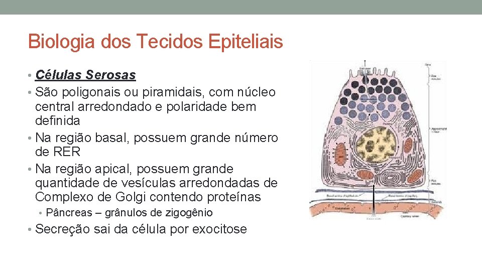 Biologia dos Tecidos Epiteliais • Células Serosas • São poligonais ou piramidais, com núcleo Biologia dos Tecidos Epiteliais • Células Serosas • São poligonais ou piramidais, com núcleo