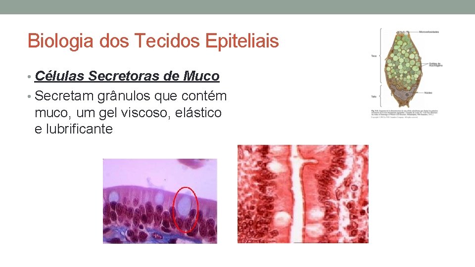 Biologia dos Tecidos Epiteliais • Células Secretoras de Muco • Secretam grânulos que contém Biologia dos Tecidos Epiteliais • Células Secretoras de Muco • Secretam grânulos que contém
