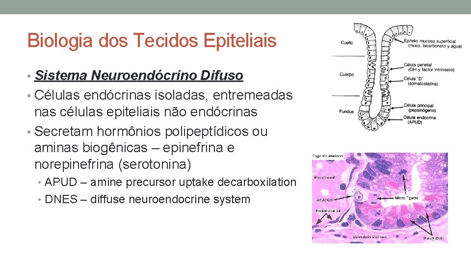Biologia dos Tecidos Epiteliais • Sistema Neuroendócrino Difuso • Células endócrinas isoladas, entremeadas nas Biologia dos Tecidos Epiteliais • Sistema Neuroendócrino Difuso • Células endócrinas isoladas, entremeadas nas