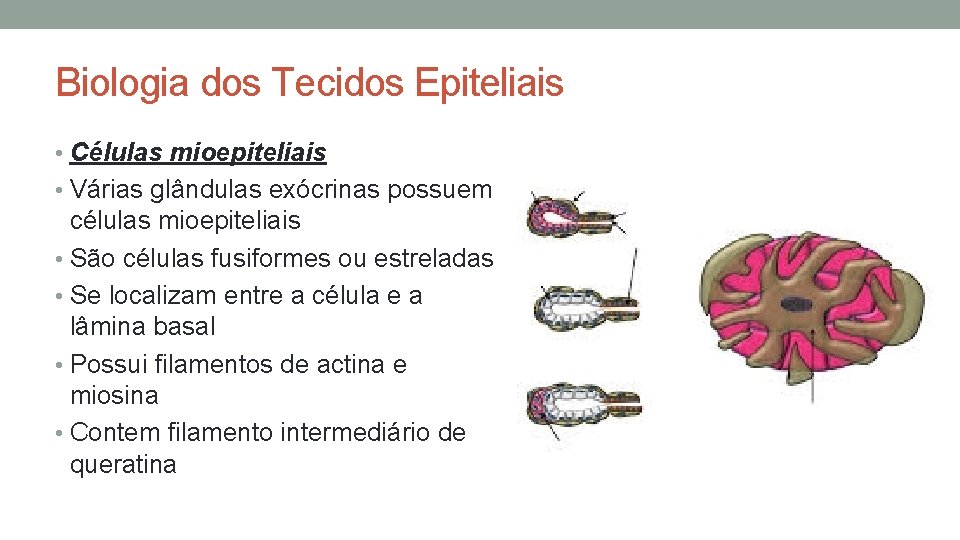 Biologia dos Tecidos Epiteliais • Células mioepiteliais • Várias glândulas exócrinas possuem células mioepiteliais Biologia dos Tecidos Epiteliais • Células mioepiteliais • Várias glândulas exócrinas possuem células mioepiteliais