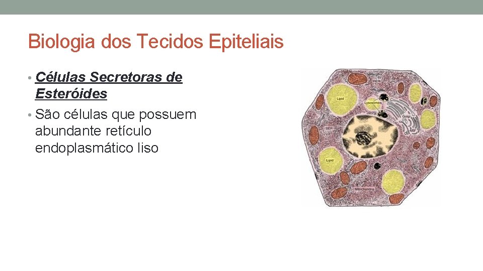 Biologia dos Tecidos Epiteliais • Células Secretoras de Esteróides • São células que possuem Biologia dos Tecidos Epiteliais • Células Secretoras de Esteróides • São células que possuem