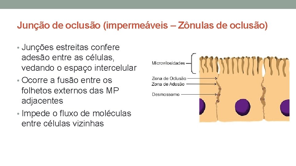 Junção de oclusão (impermeáveis – Zônulas de oclusão) • Junções estreitas confere adesão entre Junção de oclusão (impermeáveis – Zônulas de oclusão) • Junções estreitas confere adesão entre