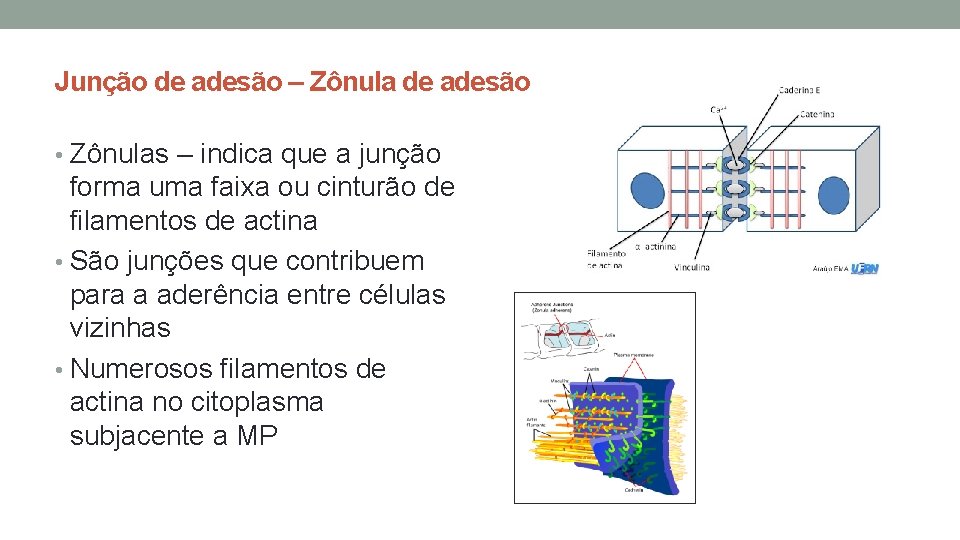 Junção de adesão – Zônula de adesão • Zônulas – indica que a junção Junção de adesão – Zônula de adesão • Zônulas – indica que a junção