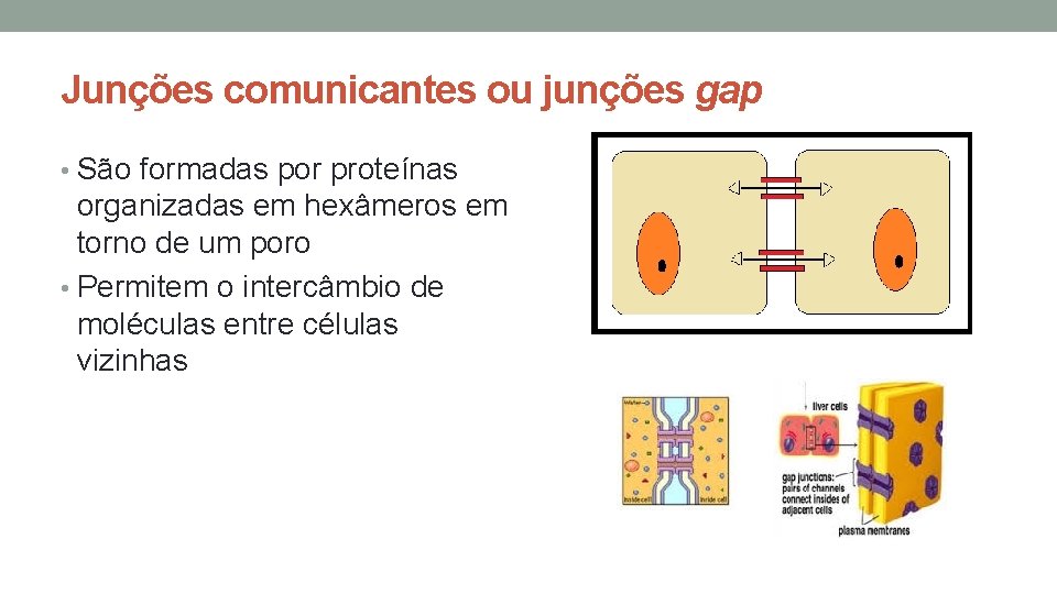 Junções comunicantes ou junções gap • São formadas por proteínas organizadas em hexâmeros em Junções comunicantes ou junções gap • São formadas por proteínas organizadas em hexâmeros em