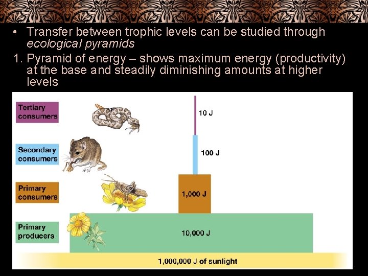  • Transfer between trophic levels can be studied through ecological pyramids 1. Pyramid