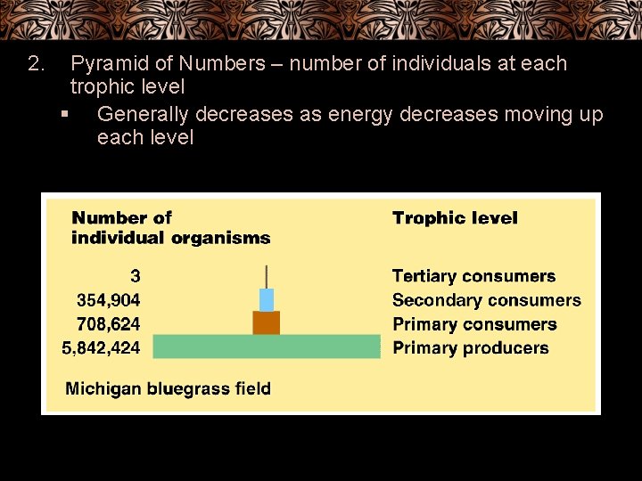 2. Pyramid of Numbers – number of individuals at each trophic level § Generally