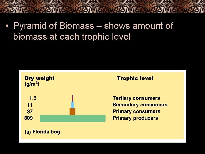  • Pyramid of Biomass – shows amount of biomass at each trophic level