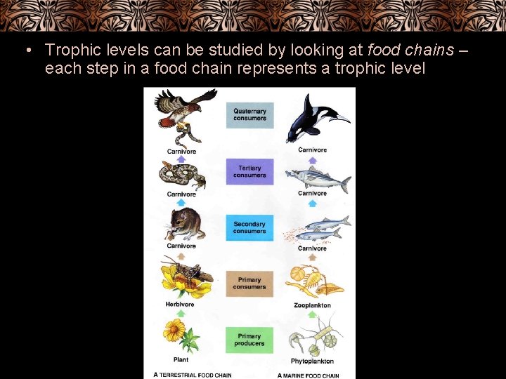  • Trophic levels can be studied by looking at food chains – each