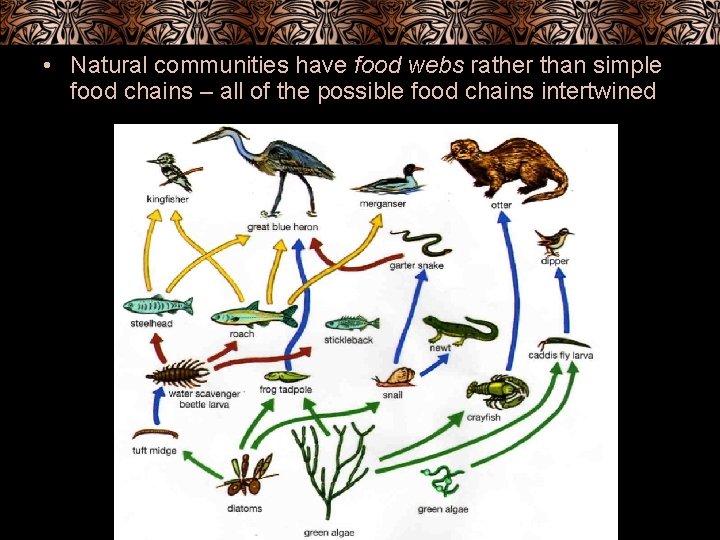  • Natural communities have food webs rather than simple food chains – all