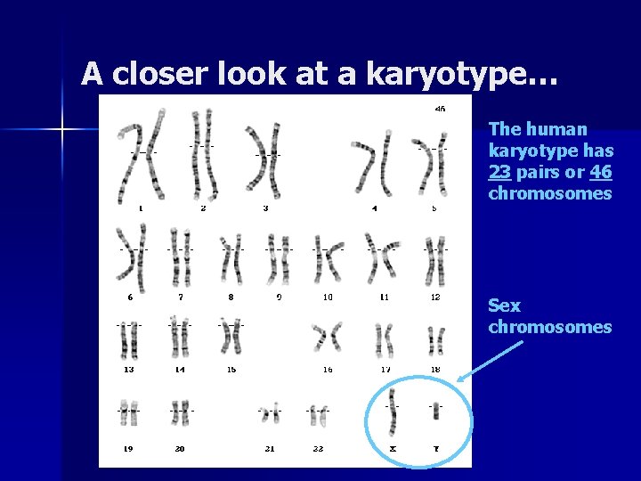 A closer look at a karyotype… The human karyotype has 23 pairs or 46