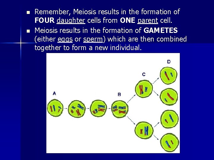 n n Remember, Meiosis results in the formation of FOUR daughter cells from ONE