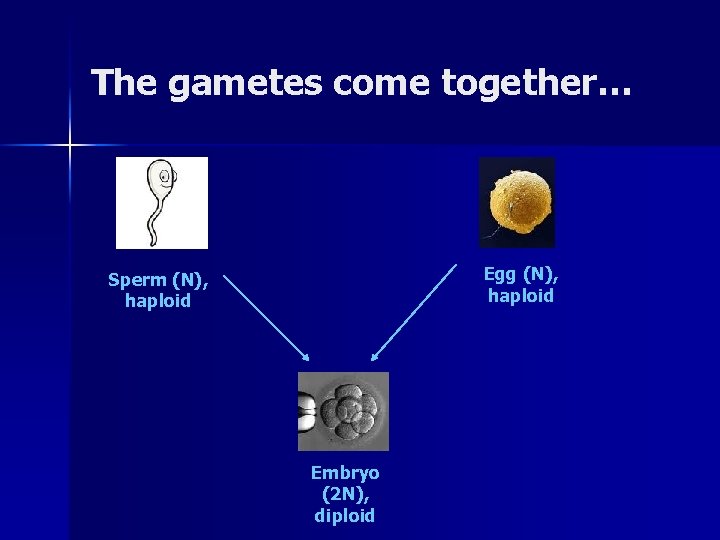 The gametes come together… Egg (N), haploid Sperm (N), haploid Embryo (2 N), diploid