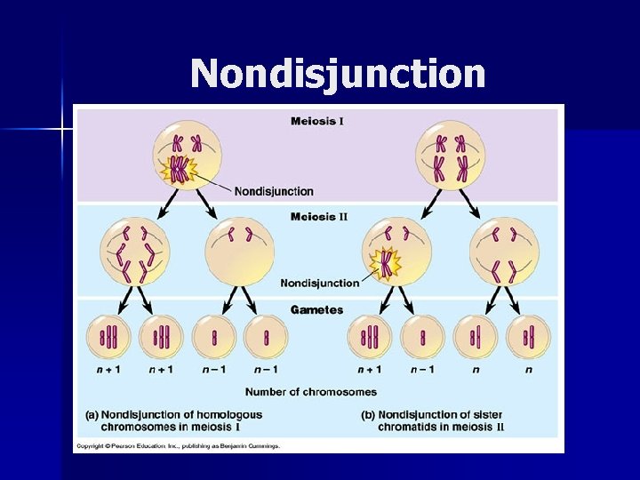 Nondisjunction 
