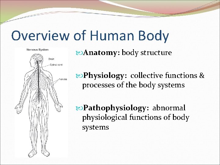 Overview of Human Body Anatomy: body structure Physiology: collective functions & processes of the