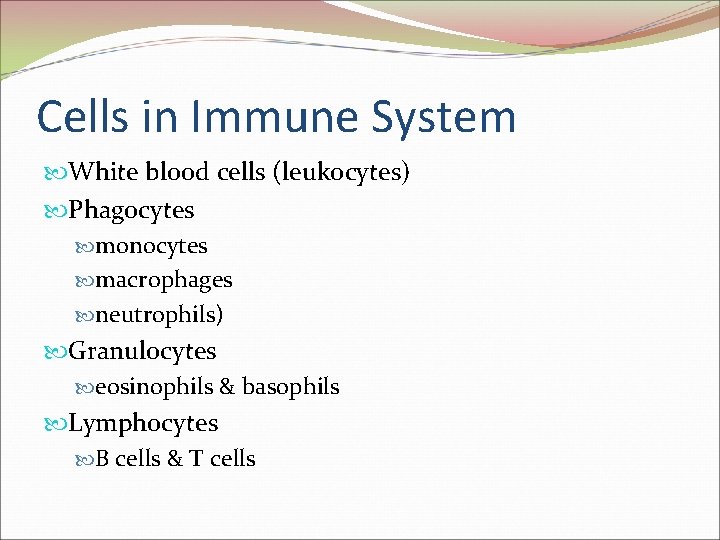 Cells in Immune System White blood cells (leukocytes) Phagocytes monocytes macrophages neutrophils) Granulocytes eosinophils