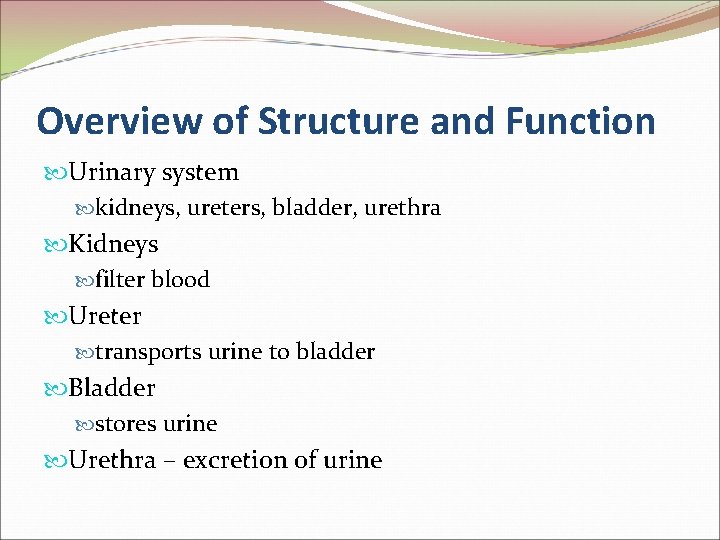 Overview of Structure and Function Urinary system kidneys, ureters, bladder, urethra Kidneys filter blood