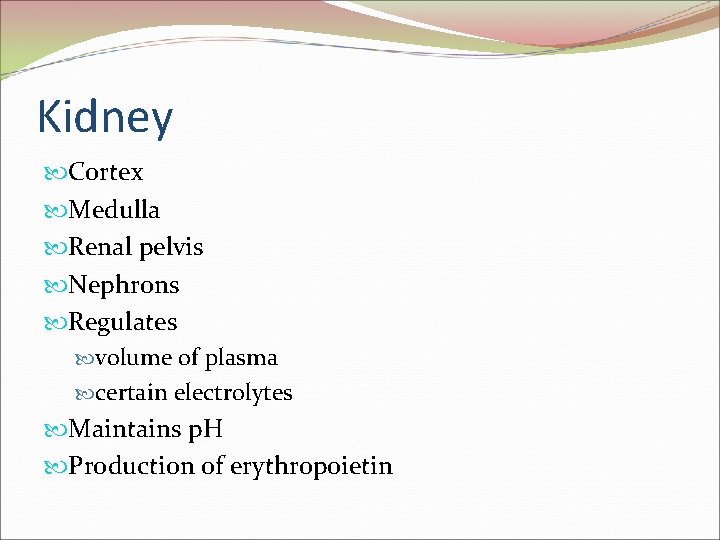 Kidney Cortex Medulla Renal pelvis Nephrons Regulates volume of plasma certain electrolytes Maintains p.