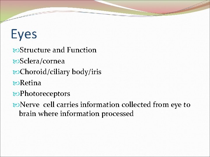 Eyes Structure and Function Sclera/cornea Choroid/ciliary body/iris Retina Photoreceptors Nerve cell carries information collected