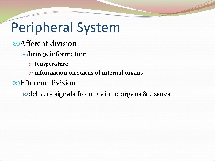 Peripheral System Afferent division brings information temperature information on status of internal organs Efferent