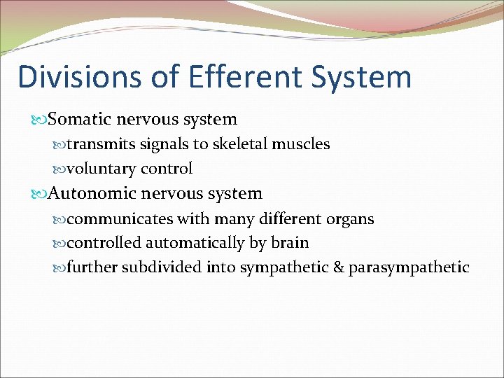 Divisions of Efferent System Somatic nervous system transmits signals to skeletal muscles voluntary control