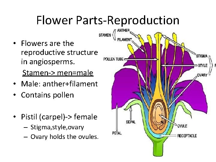Flower Parts-Reproduction • Flowers are the reproductive structure in angiosperms. Stamen-> men=male • Male: