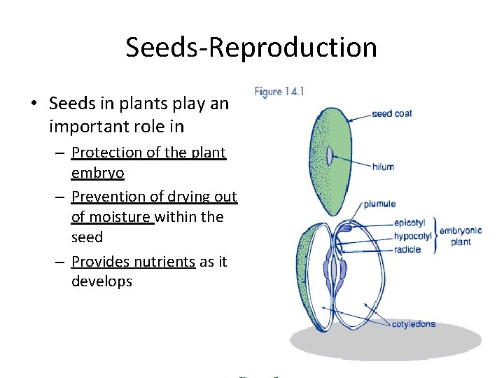 Seeds-Reproduction • Seeds in plants play an important role in – Protection of the