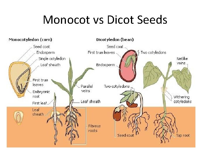 Monocot vs Dicot Seeds 