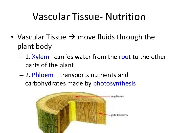 Vascular Tissue- Nutrition • Vascular Tissue move fluids through the plant body – 1.