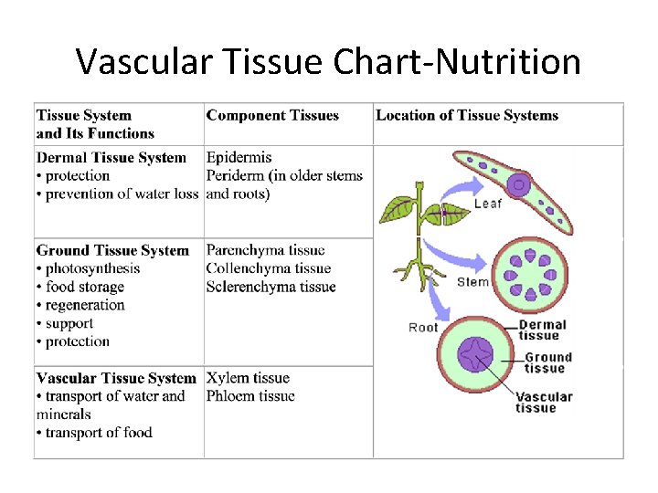 Vascular Tissue Chart-Nutrition 