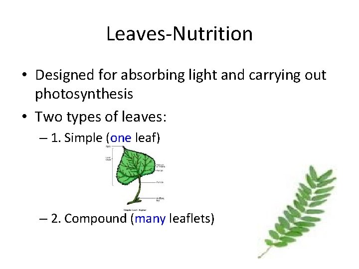 Leaves-Nutrition • Designed for absorbing light and carrying out photosynthesis • Two types of