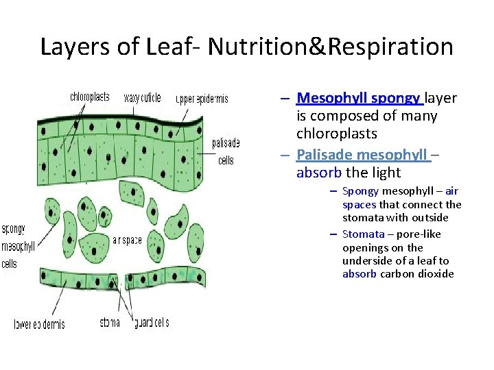 Layers of Leaf- Nutrition&Respiration – Mesophyll spongy layer is composed of many chloroplasts –