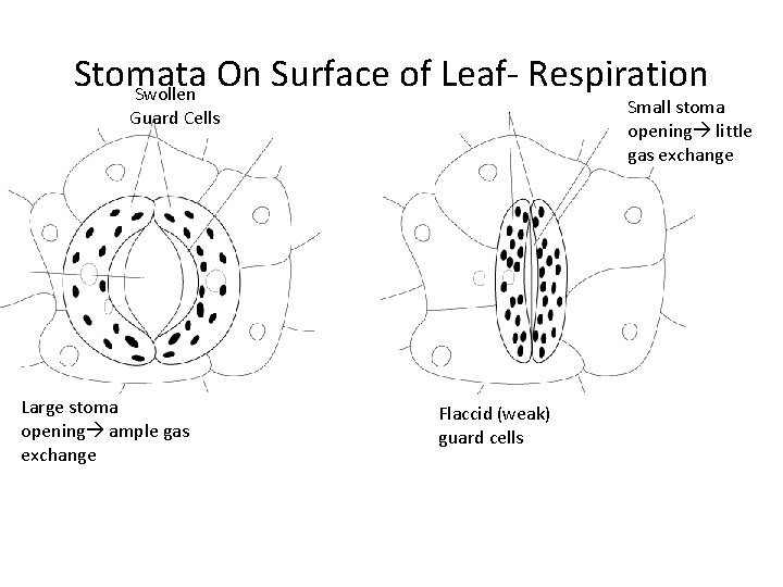Stomata On Surface of Leaf. Respiration Swollen Small stoma opening little gas exchange Guard