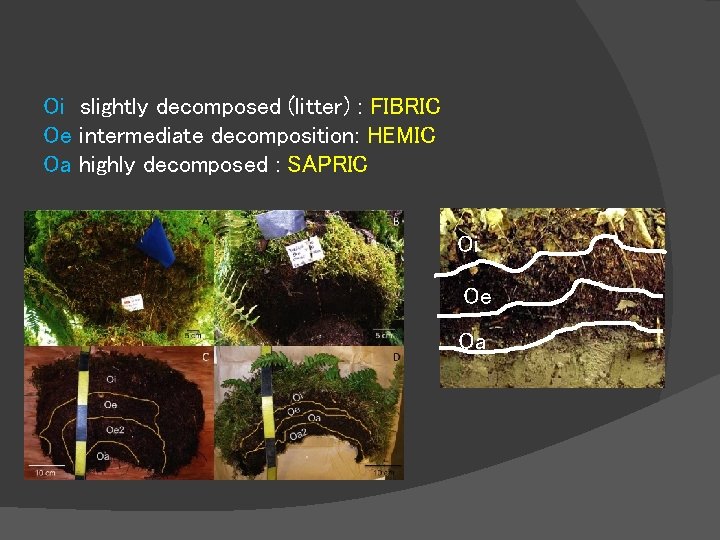 Oi slightly decomposed (litter) : FIBRIC Oe intermediate decomposition: HEMIC Oa highly decomposed :