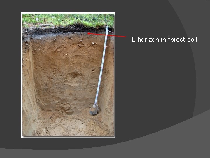 E horizon in forest soil 