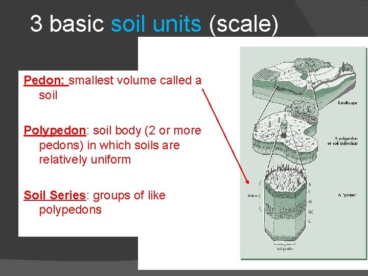 3 basic soil units (scale) Pedon: smallest volume called a soil Polypedon: soil body