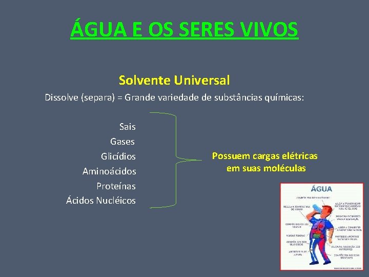 ÁGUA E OS SERES VIVOS Solvente Universal Dissolve (separa) = Grande variedade de substâncias