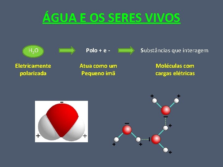 ÁGUA E OS SERES VIVOS H 2 O Polo + e Eletricamente polarizada Atua